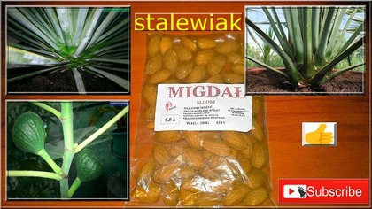 347. Migdały z nasion uprawa. Jak uprawiać migdał, yucca rigida, yucca rostrata, figa.