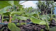 Odc- 718. -Poletko bananowe.  Ile podrosło ? Sadzonki-link pod filmem.