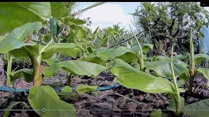 Odc- 718. -Poletko bananowe.  Ile podrosło ? Sadzonki-link pod filmem.