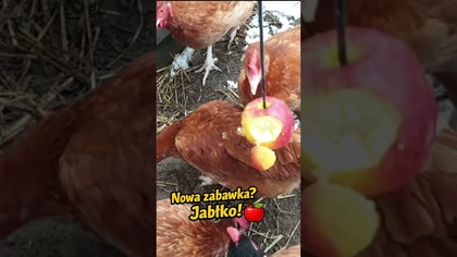 Nowa zabawka? Jabłko! 
