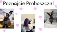 Trzeci królik!  Poznajcie Proboszcza
