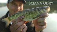 ŚCIANA ODRY - RZECZNY FEEDER