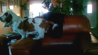 Dog Fail Funny dog smieszny pies