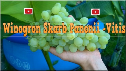 93 Winogron Vitis uprawa w szklarni, ogródku