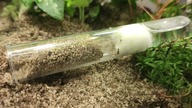 Lasius niger #3 UCIEKŁY ?!?!