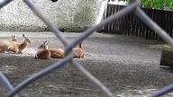 Stado jeleni Wietnamskich w Warszawskim Zoo