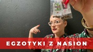 Jak wysiewać nasiona roślin egzotycznych, tropikalnych ? Wprowadzenie do wysiewu Vlog