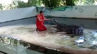 Głupie zabawy z krokodylem...  18+