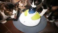 We are testing a cat's massager