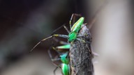 Nowe pająki!! Peucetia lucasi oraz (pod)WODNE Ancylometes sp. Nicaragua !!