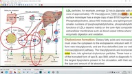 10.  Masło kontra Margaryna a lipoproteina LDL w kontekście diety wysokowęglowodanowej.