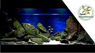 240l Akwarium. Jezioro Tanganika - Taiwanee Reef w pobliżu wyspy Chizumulu.