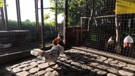 Appenzeller i Hamburg, ci panowie nie lubią się zbytnio