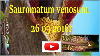 131.  Cz. 3 Pałczycha Sauromatum venosum.  Kwiat 26 03 2016r