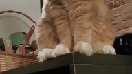 #eryk #cat #mainecoon #shorts