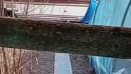 Pergola, już można leżeć #permaculture #garden #ogródek #rolnik