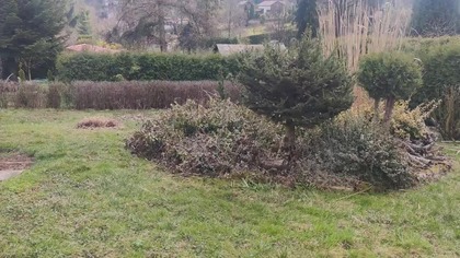 #364 Jak pielęgnować Miskanta olbrzymiego (Miscanthus giganteus) wczesną wiosną?