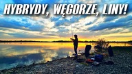 584 ŚWIETNY WYJAZD DO IRLANDII! HYBRYDY, WĘGORZE, LINY! CZTERY DNI NAD WODĄ.