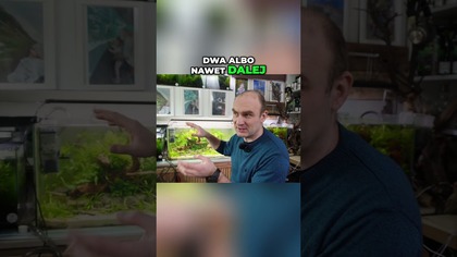 Jak pozbyć się rzęsy z akwarium?  Skimmer w akcji! 