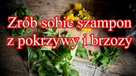 Jak z pokrzywy zrobić szampon.  Z brzozy też.