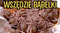 ODBIERAM DWA KOKONY OD DWÓCH SAMIC  JEST DOBRZE I ŹLE  Psalmopoeus, Monocentropus