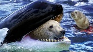 Ten Niedźwiedź Zadarł z Niewłaściwym Przeciwnikiem