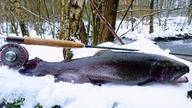 Small River trout