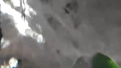 Płaszczki / Ray Fish (Zoo Warszawa) #1