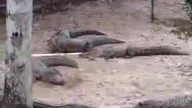 Alligators