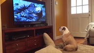 Bulldog próbuje obronić Leonardo DiCaprio przed atakiem niedźwiedzia