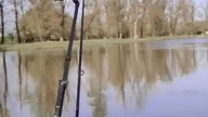 Rzeczna Certa #wędkarstwo #fishing #fish #feeder #pzw #vimba #river