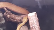 Yellow Tree Python zoo enclosure 