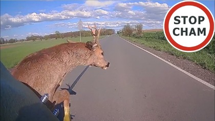 Kolejna kompilacji tych szczęśliwych i mniej przyjemnych spotkań ze zwierzętami na drodze.
Dzikie zwierzęta ale i te domowe często stają się niespodzianymi gośćmi na drodze.

Artykuł 25 Ustawy o Ochronie Zwierząt nakłada na kierowców obowiązek zatrzymania się i udzielenia pomocy. Dodatkowo w przypadku braku AC  w wielu przypadkach problem spada na kierowcę. Odszkodowanie z tytułu OC z tytułu potrącenie dzikiego zwierzęcia nie będzie możliwe, jeśli nastąpiło na odcinku drogi oznaczonym znakiem ostrzegawczym A18-b. Odpowiedzialność przerzuca się na kierowców.  Ale gdy do zdarzenia dojdzie na drodze bez A18-b to zarządcy nie rzadko utrudniają wypłatę odszkodowania.

Poprzednie kompilacje z tej serii
https://youtu.be/TmDzXFOrZWA
https://youtu.be/P_3rT6JpfTQ
https://youtu.be/BWN1z4w2nnk
https://youtu.be/fZbURh63ZAw
https://youtu.be/DI0gj04UHFw
https://youtu.be/laOhgQpdWzo
https://youtu.be/-HfZtOkm73k
https://youtu.be/3Tl-xxU-bbU
https://youtu.be/5Zme3Po6mJU
https://youtu.be/0c2SaYhx_VI