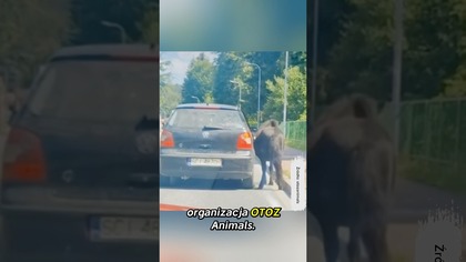 Koń ciągnięty za autem?!  OTOZ Animals reaguje! #shorts #zwierzęta #koń #policja
