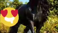 horse #koń #fun #true #motywacja #trueman #śmieszne #życie #motivation