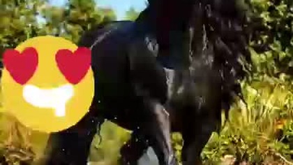 horse #koń #fun #true #motywacja #trueman #śmieszne #życie #motivation