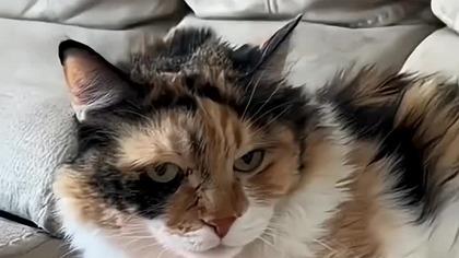 others fake hand vs then #fyp #viral #shorts #foryou #viralshorts