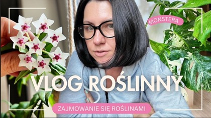 KATASTROFA! NOWOŚĆ! UKORZENIANIE! IM MNIEJ TYM LEPIEJ!