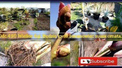 Odc. 430-Cz. 1 Wielkie figi, musa basjoo, oxytree i pierwsze objawy kwitnięcia musa ornata.