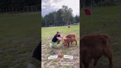 Bambik ostatnio był bardzo chory i słaby, ale jak widać powoli wraca do sił  #highlandcattle