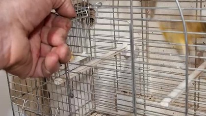 kanarki mają 15 dni #canary