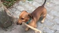 Śmieszne Filmiki | Śmieszne Dzieci | Śmieszne Zwierzęta | Like a Boss [Funny Video 2019]