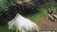 Kobieta kopnięta przez krowę