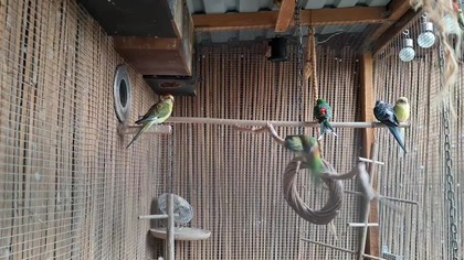 Papugi Świergotki w Garden kuRaż 17. 03. 2026 #Red rumped