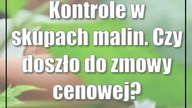 Kontrole w skupach malin.  Czy doszło do zmowy cenowej?