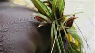 Papua Nowa Gwinea legendy i przyszłość