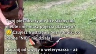 Pies liże ściany? Sprawdź przyczynę!  #Psy #ZdrowieZwierząt #LeczenieWeterynaryjne
