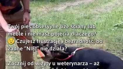 Pies liże ściany? Sprawdź przyczynę!  #Psy #ZdrowieZwierząt #LeczenieWeterynaryjne