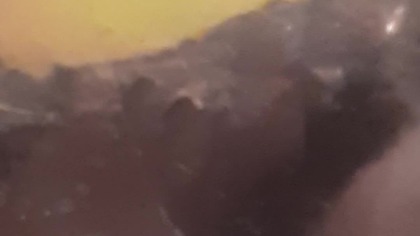 Pycnoscelus nigra #roaches swarm to eat an apple 