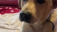 Międzynarodowy dzień Psa! Rubik! Taki jesteś słodki ;) #labrador #pies #labradorretriever #dzienpsa